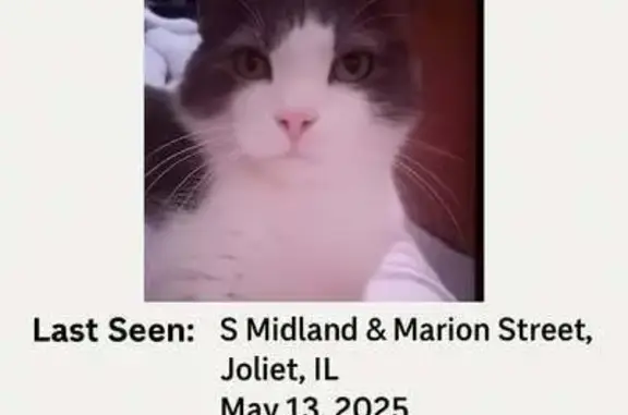 Lost Shy Cat: Gray & White in Joliet