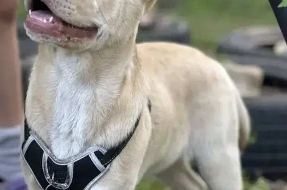 Lost Blonde Pup: Gold Eyes, Avon Rd