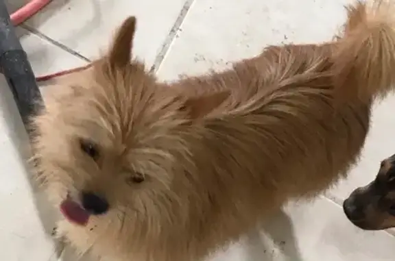 cachorro desaparecida