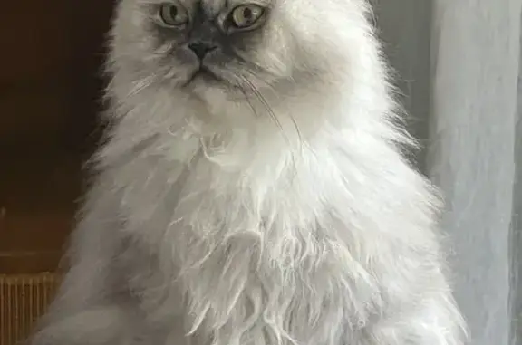 Chatte Persane perdue à Amiens - photo