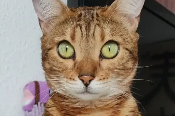 Se Busca: Gata Perdida en Villafranco
