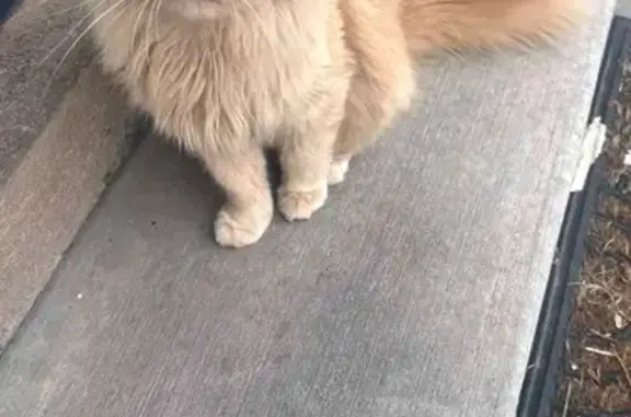Missing: Fluffy-Tailed Cat on W 78th St