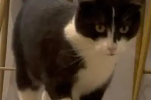 Chat perdu, Chavanoz, photo: Chatte perdue noire et blanche à Chavanoz
