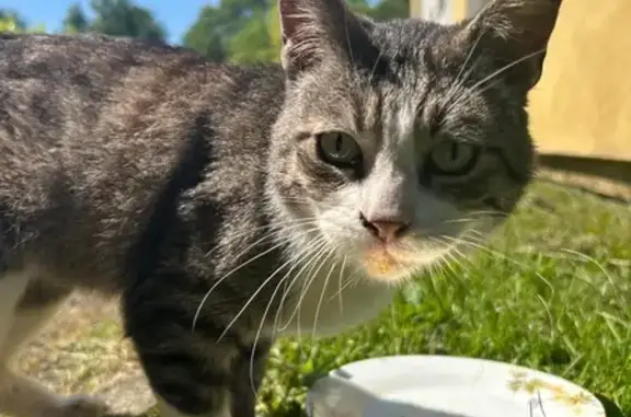 Animaux trouvés Saint-Junien, photo: Chat tigré gris-blanc trouvé à Saint-Junien