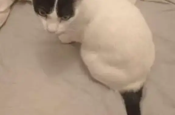 Chat blanc perdu, queue et marques noires - photo