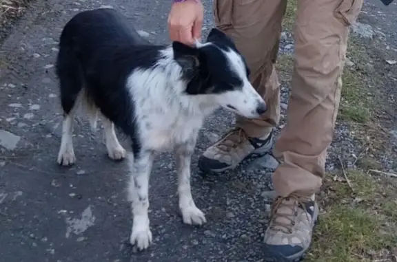Urgent : Chienne Border perdue à Leboulin - photo
