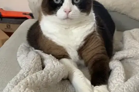 Chat perdu avec AirTag à Hautecourt-Romanèche - photo