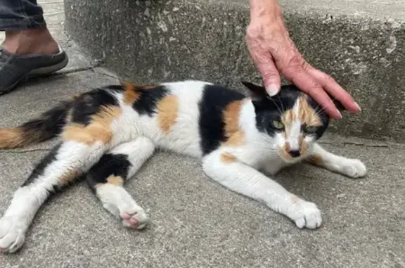 Found: Friendly Calico Cat in Skokie!