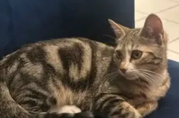 Animaux perdus Bron, photo: Chatte tigrée perdue à Bron