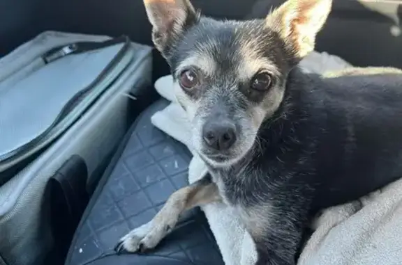 Lost Dog: Black & Grey on Veterans Rd