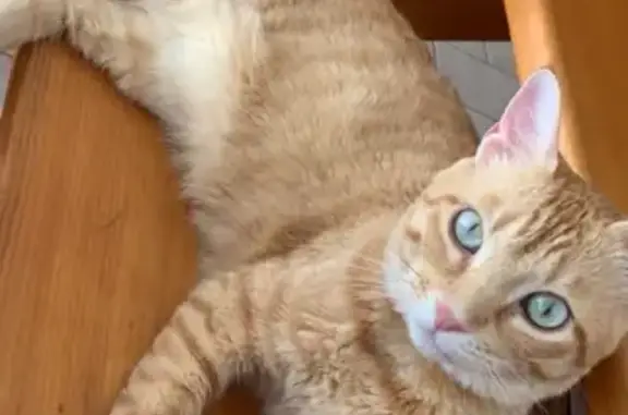 Chat mâle perdu, craintif et câlin. - photo