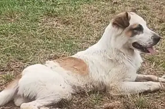 Friendly Lost Dog: Brown & White Fur