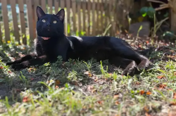Lost Black Cat, Pink Collar, Sheffield