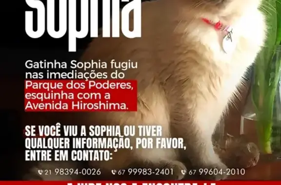 gato desaparecida