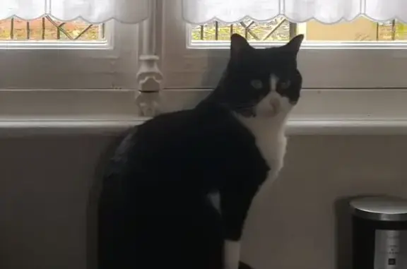 Chat perdu, Amiens, photo: Chatte perdue à Amiens : Nala, 3 ans