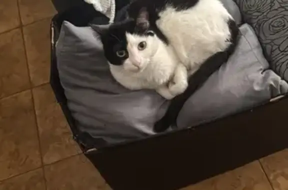 Gata Perdida: Xula, Cariñosa y Asustada