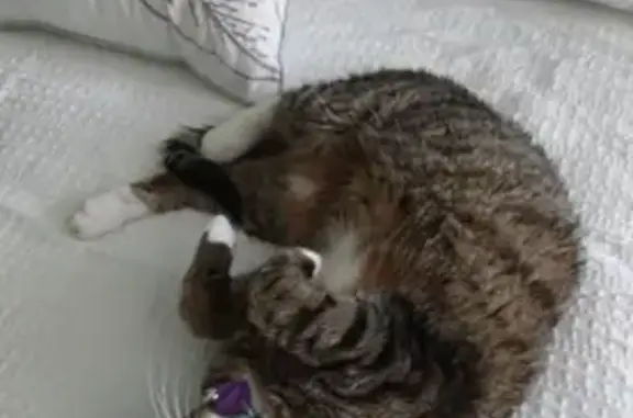 Lost Cat: Brown with White Socks, Edmonds