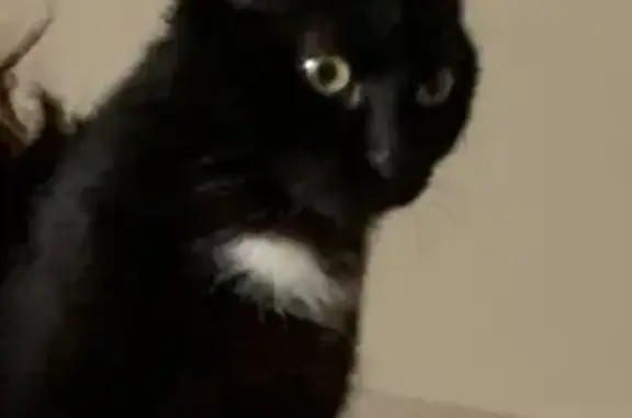 Chat perdu, Rennes, photo: Chat noir perdu avec tache blanche à Rennes