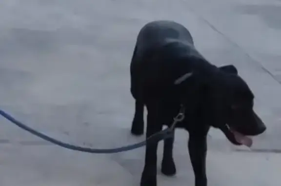 Perro Negro Perdido en Vila-real: Muy Sociable