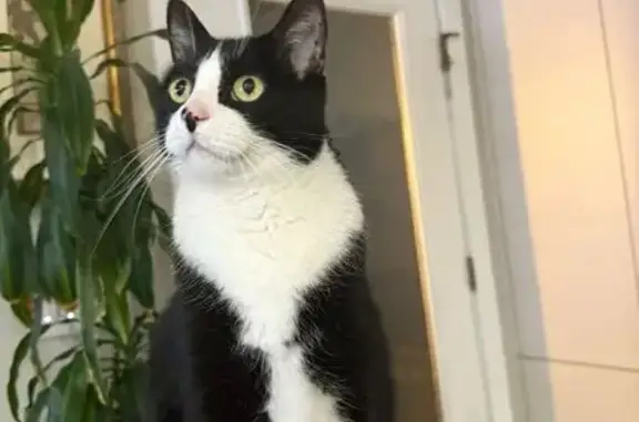 Lost Tuxedo Cat: West 33rd St, Chicago