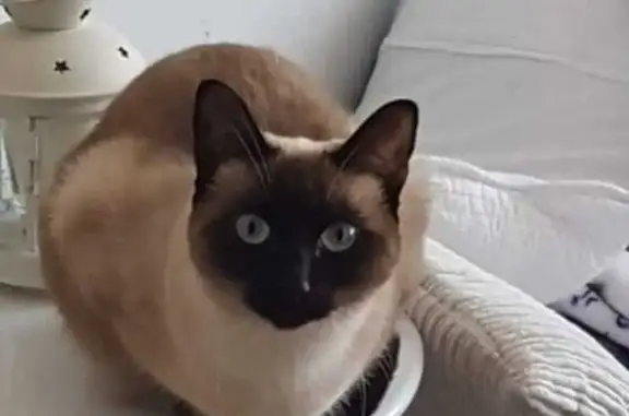Gato Perdido: Asustada, Collar Rojo, Caldes