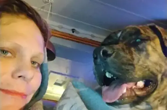 Lost Brindle Dog: Red Harness, OKC