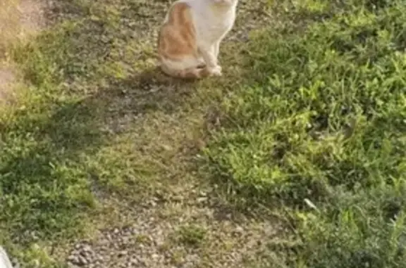 Chat trouvé Carpentras, photo: Chat mâle roux et blanc trouvé à Mazan