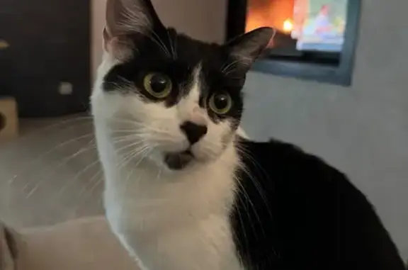 Animaux perdus , photo: Chatte perdue à Glonville : Tina, 2 ans