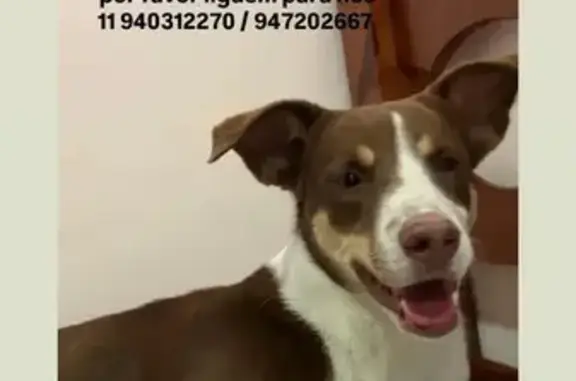 cachorro desaparecida