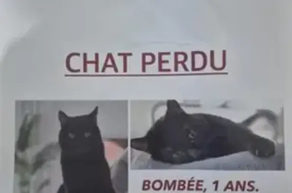 Chat perdu, Saint-Étienne-du-Rouvray, photo: Chat noir perdu, yeux verts, Bombêe.