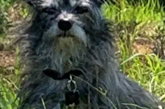 Lost Cairn Terrier on Vada Rd - Call Now!
