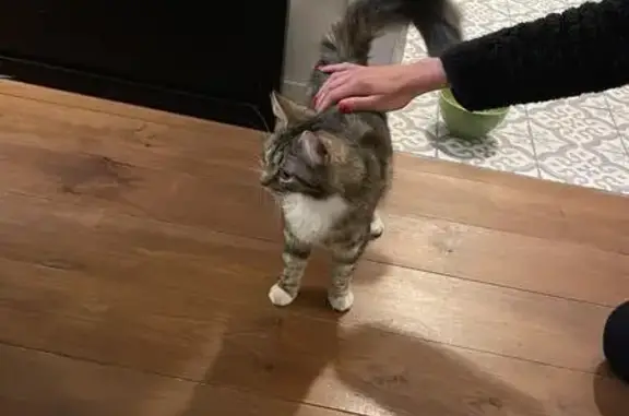 Chaton tricolore affectueux trouvé à Amiens - photo