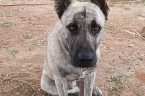 Perro Noble: Mastín-Americano...