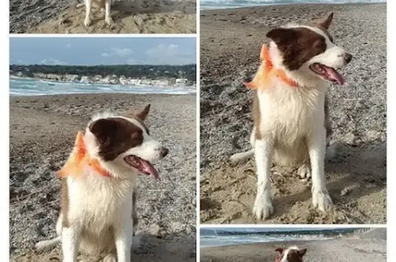 Chien perdu , photo : Chien moyen roux-blanc perdu à Montmirat