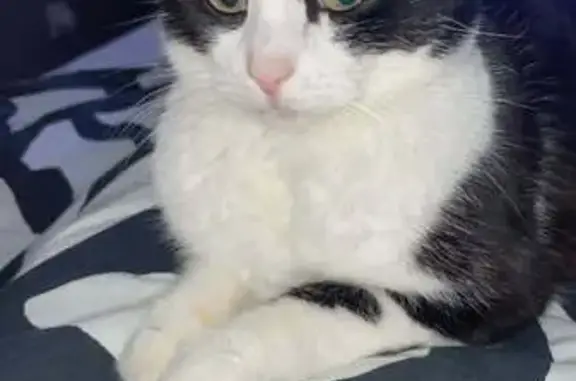 Chat perdu craintif à Douchy-les-Mines - photo