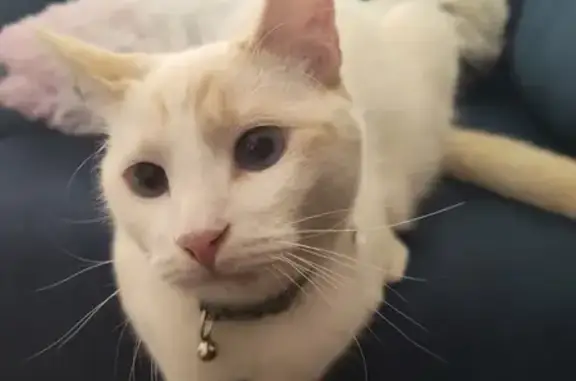 Lost Cat: White with Orange Stripes