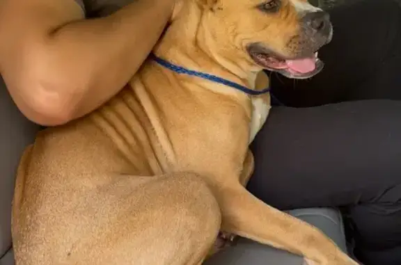 Found: Sweet Pit Mix Near E Broad St