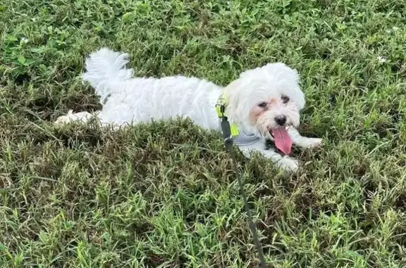 Help Find Snowball: Lost White Maltese
