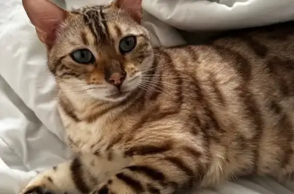 Help Find Mars: Missing Bengal Cat