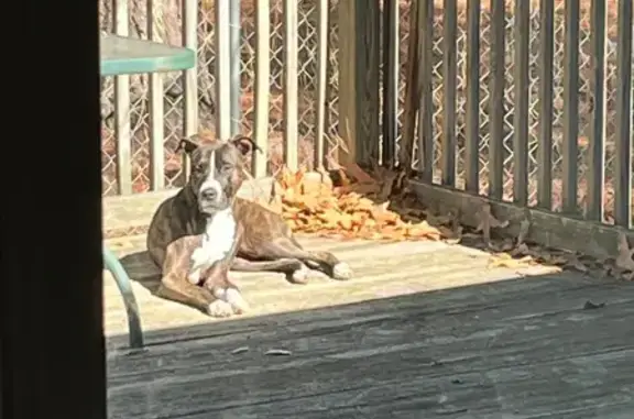 Lost: Friendly Brindle Boxer Mix in Hope Mills