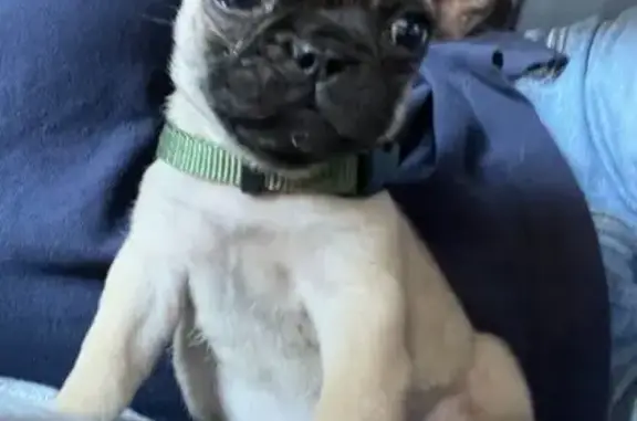 Lost Pug/Frenchie Mix: Beige & Black
