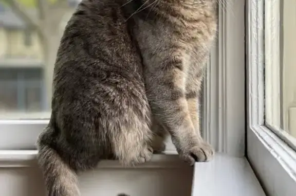 Help Find Our Lost Grey Striped Cat