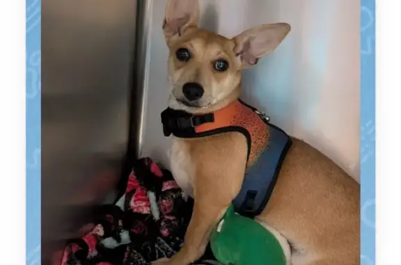Lost Dog: Scared & Newly Adopted in Murfreesboro