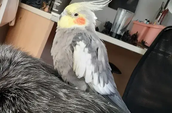 Lost Cockatiel Georgie: Friend...