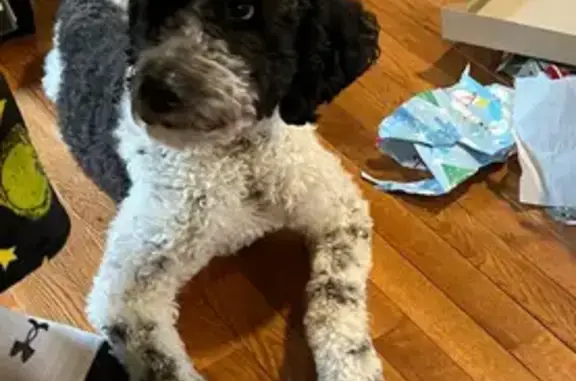Lost St Berdoodle: Curly & Skinny, Florence