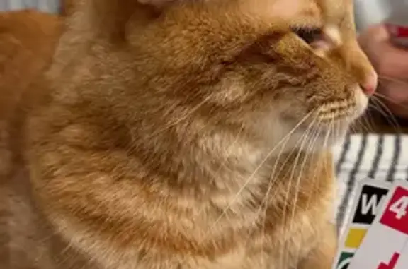 Lost Orange Cat: Sandy Bay Drive, 307