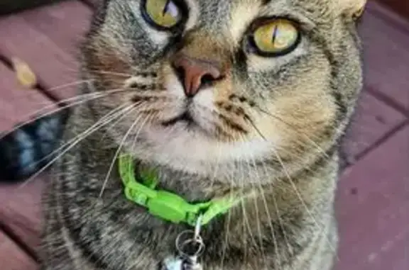 Lost Grumpy Cat: Amber Eyes & Green Collar