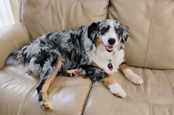 Lost Aussie Shepherd on Hill Loop Rd
