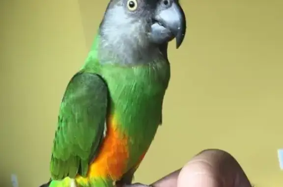 Friendly Green Bird Lost on Wealdstone Rd