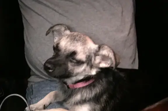 Lost: Small Dog with Pink Collar in OKC